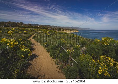 Beautiful Yellow Wildflowers Blooming And Covering Point Dume In Springtime With Coastline View Of D
