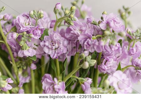 Bouquet Of Beautiful Lilac Color Gillyflower, Levkoy Or Mattiola. Spring Flowers In Vase On Wooden T