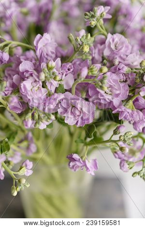 Bouquet Of Beautiful Lilac Color Gillyflower, Levkoy Or Mattiola. Spring Flowers In Vase On Wooden T