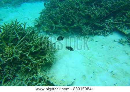 Beautiful View Of Dead Coral Reefs . Turquoise Water And White Sand Background. Indian Ocean. Maldiv