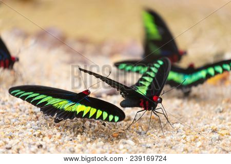 A group of Trogonoptera albescens brookiana butterfly is gathering fresh water on the soil, one the biggest day butterfly in the world, Malaysia