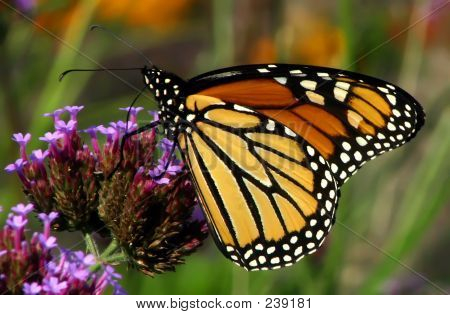 Viceroy kelebek