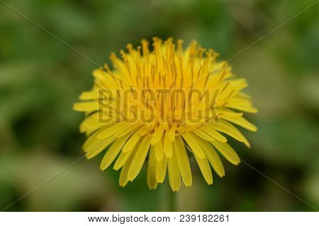 Dandelion Macro Close Up. Taraxacum Is A Large Genus Of Flowering Plants In The Family Asteraceae, W