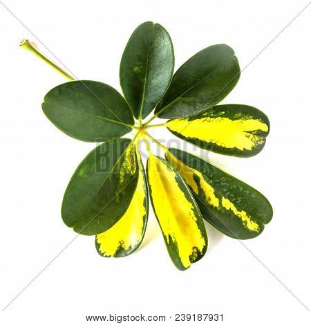 Variegated Yellow And Green Leaves Of Dwarf Umbrella Plant Schefflera Arboricola On White Background
