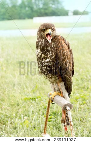 Hawk Is Squawks, Croaks, Screech, Falcon Is Ready For Hunting