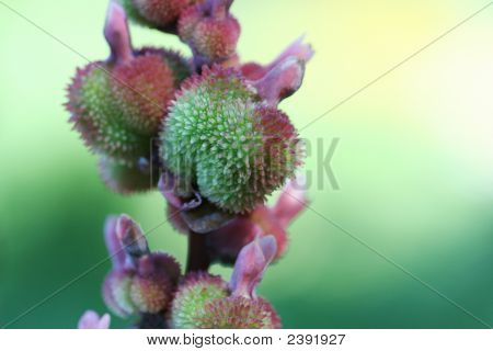 Sementi Pod di Canna Lilly