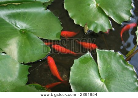 Koi Fish