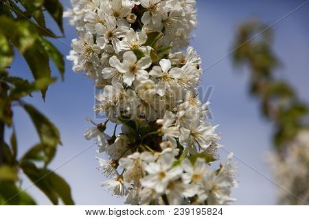 The First Spring White Flower. Branches Of A Cherry Tree. Close Up Against The Blue Sky.