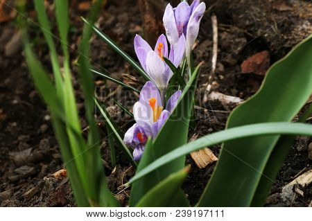 A Beautiful Purple And White Crocus In Garden For Decoration