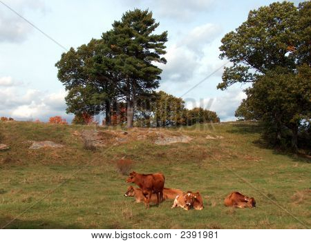 New England Pastoral scen