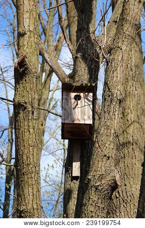 Nest Box Between Trees. Empty Nest Box Waiting For Its Inhabitants. House For Birds