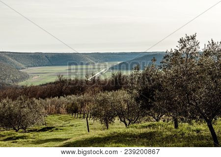 Olive Trees In The Croatian Countryside