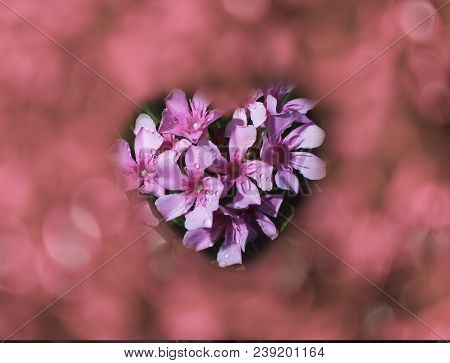 Heart With Pink Oleander Flowers Isolated On White Background . Blossoming On Pink Background.