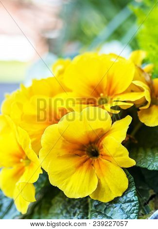 Beautiful Blooming Yellow Primrose Flowers In A Galvanised Flower Pot On Display Outside A Tradition