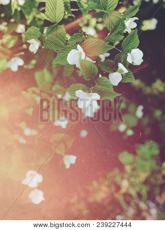 White Flowers On Blooming Booshes In Spring, Traditional Garden, Vintage Film Filtered Photo
