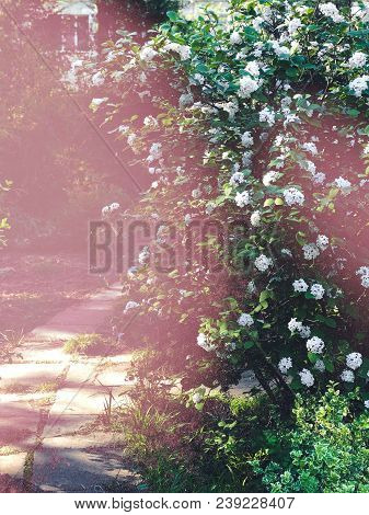 White Flowers On Blooming Booshes In Spring, Traditional Garden With Old Path, Vintage Film Filtered