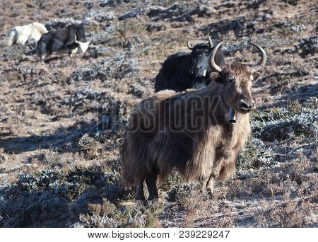 Dzo Yak In The Nepal Himalaya. A Dzo Is A Hybrid Between The Yak And Domestic Cattle