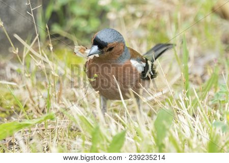 Finch Fringilla Coelebs Bird On Tree