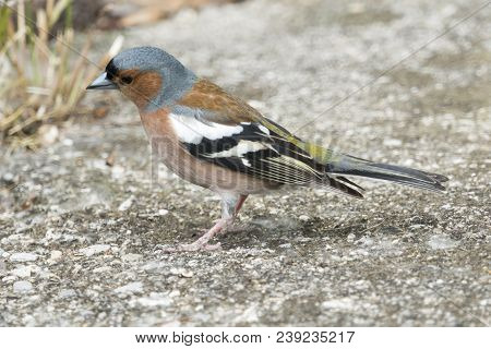 Finch Fringilla Coelebs Bird In The Garden