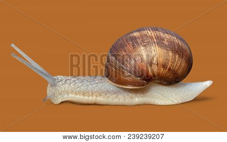 Grawling Garden Snail Isolated On Orange Color Background, Close-up Macro Side View