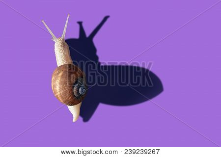 Grawling Garden Snail Isolated On Violet Color Background, Close-up Macro Top View