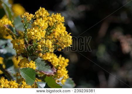 Mahonia Aquifolium, Holly-leaved Barberry, Holly-leaf Oregon-grape In Blossoms. Close Up Macro View 