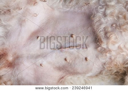 Healing Dog Belly After Surgery. Scar On Dog Stomach