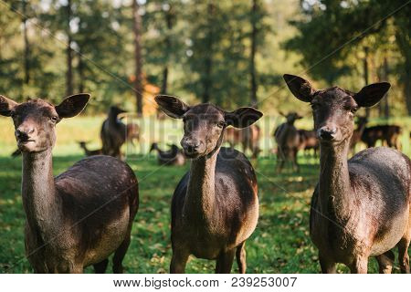 Three Beautiful Curious Roes Stand In The Background Of Blurry Herd In Sunny Autumn Park And Looking