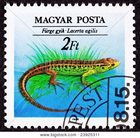 Annullato francobollo ungherese marrone sabbia ramarro, Lacerta Agilis