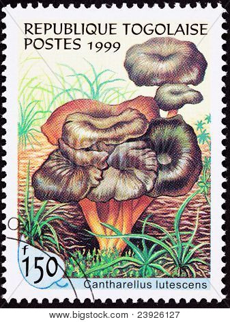 Togo posta pulu yığın sarı ayak mantar Cantharellus Lutescens iptal