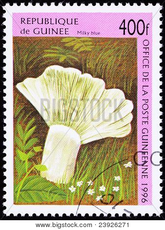 Annullerede Guinea frimærke mælkeagtig blå champignon Russula Indigo