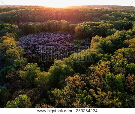 Early Dawn Low Light Aerial Image Of Lilac Garden At Spring