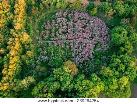 Early Dawn Low Light Aerial Image Of Lilac Garden At Spring