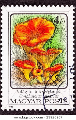 Fungo di Jack o ' Lantern arancione Omphalotus Olearius