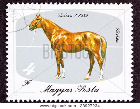 Ungheria annullata francobollo ungherese cavallo razze Gidran isolato sfondo