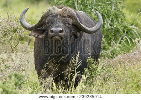 Large Alert Male African Buffalo Walking Through Long Dry Grass