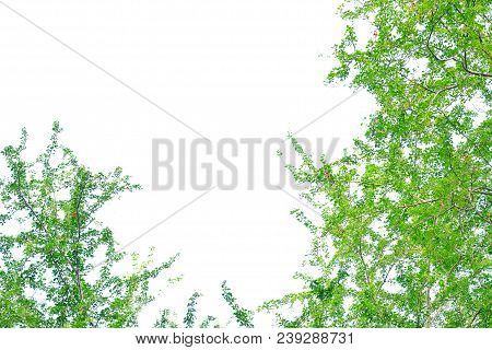 Top View Tropical Tree Leaves With Branches On White Isolated Background For Green Foliage Backdrop