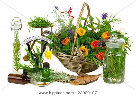 Byliny pro medicínu nebo vaření