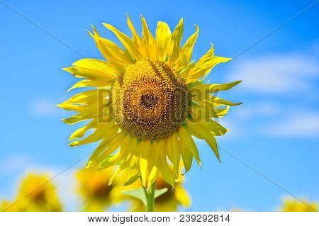 Summer Landscape With A Field Of Blooming Sunflowers.