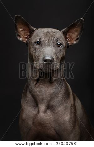Beautiful Black Thai Ridgeback Puppy Dog With Super Short Fur Hair. Studio Shot On Black Background.
