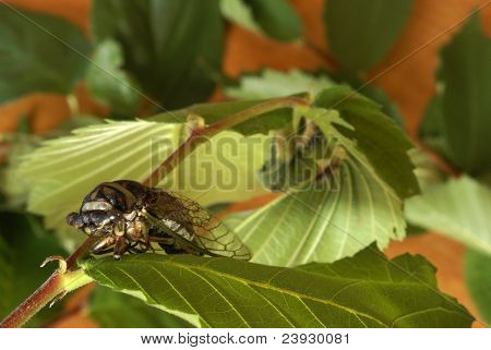Cicada Tibicen Davisi