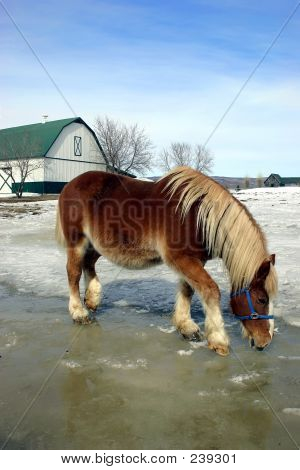 Acqua potabile cavallo da neve e ghiaccio fuso