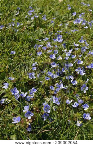 Slender Speedwell - Veronica Filiformis 
Introduced Lawn Weed