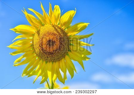 Summer Landscape With A Field Of Blooming Sunflowers.