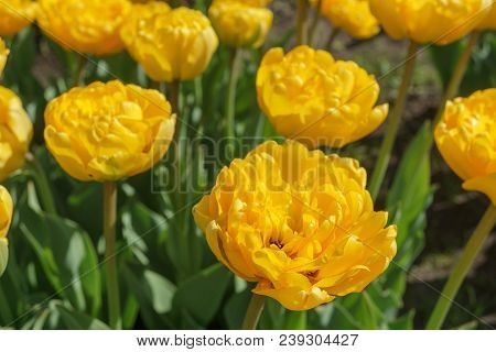 Yellow Tulips In The Garden