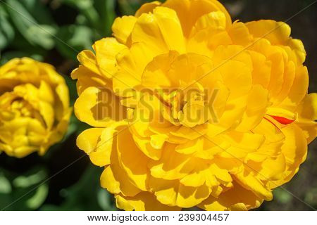 Yellow Tulips In The Garden