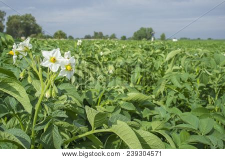 Blooming Potato Field With White Flowers Detail. Guadiana Meadows, Extremadura
