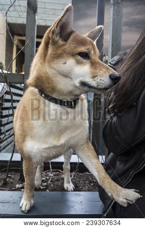 Portrait Of A Dog Breed Shiba Inu, Which Put The Paw On His Owner. A Breed Of Hunting Dogs, Bred On 