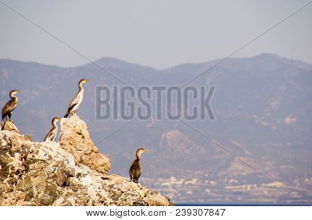 Cormorans Chilling On The Rocks In Mediterranean Sea