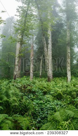Photo Of Forest With Fern In Summer Day